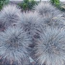 BLUE FESCUE Festuca Glauca - 100 Seeds