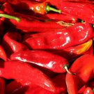 PEPPER SWEET RED MARCONI  Capsicum Annuum - 40 Bulk Seeds