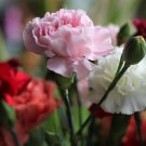 CARNATION MIXED COLORS Dianthus Caryophyllus - 20 Seeds