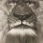 Large Antique 1900 Print, "An Old Monarch" by The Perry Pictures