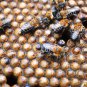 AWESOME MELIPONA BEES VIRGIN HONEY DROPS RED PINK EYE CATARACTS BLURRY VISION