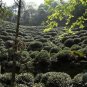 Shi Feng Lion Peak Brand Pre-Ming Premium Longjing Dragon Well Green Tea 50g Tin