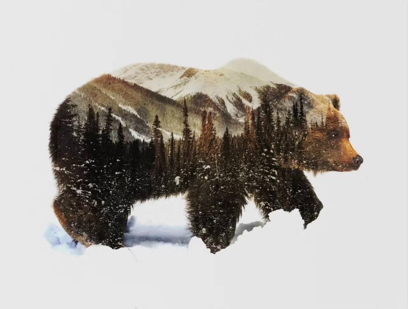 Bear DIY Acrylic - NOT AVAILABLE AT THE MOMETN