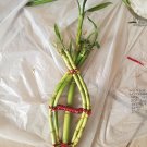 8" Lucky Bamboo  12  Arched Design