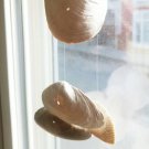 White floating sea shells