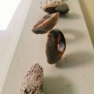 Pale pink floating shells