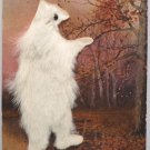 Antique 1907 Postcard Bear with Fur Phila Postcard Co Unposted Undivided Germany
