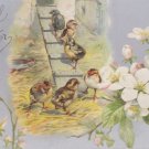 Antique Easter Postcard Baby Chicks Embossed Undivided Posted