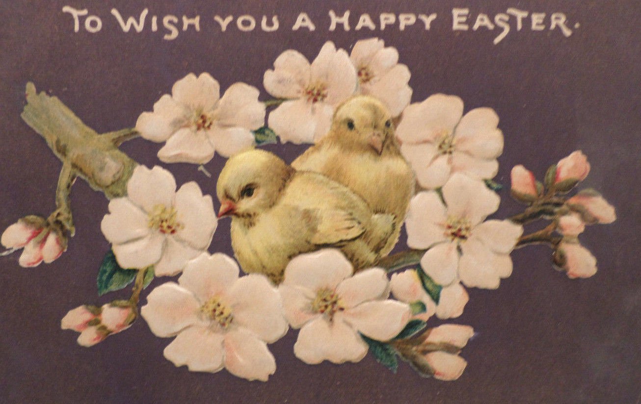 1908 Easter Postcard Baby Chick Embossed Posted Divided Prussia