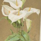 Antique Easter Postcard Lilies Embossed Posted Divided