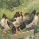 1906 Easter Postcard Hens Tuck & Sons Embossed Posted Divided