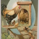 Antique Easter Postcard Rooster Hen Chicks Embossed Posted Undivided