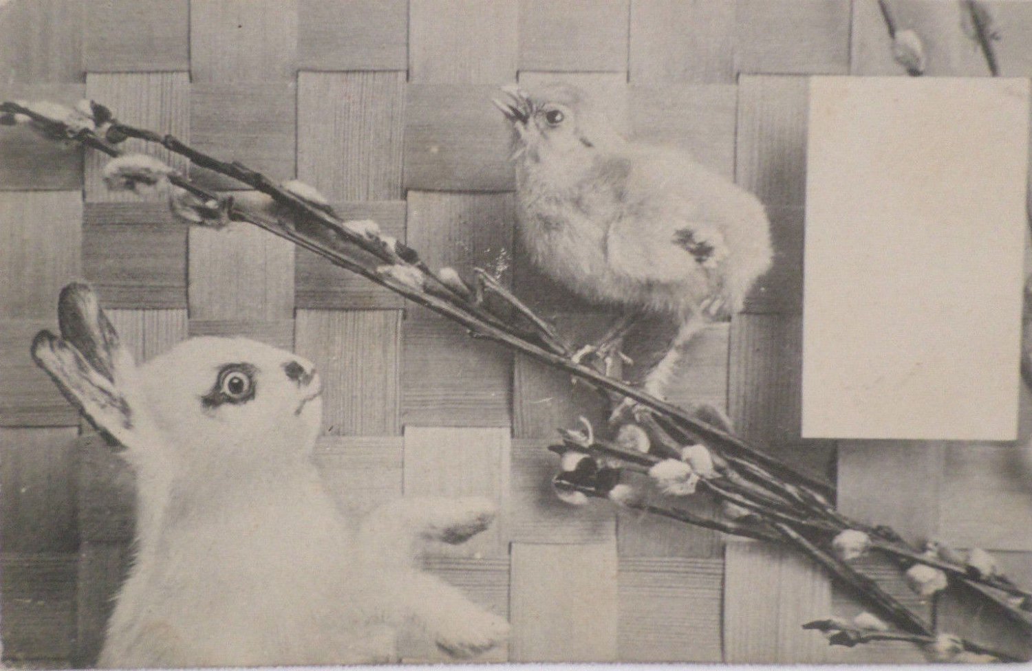 Antique Easter Postcard Rabbit Chick Unposted Divided