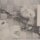 Antique Easter Postcard Rabbit Chick Unposted Divided