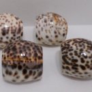 Napkin Rings made of Natural Cowrie Sea Shells by The Showcase Set of 4