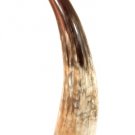 Product ID: 153     Full Sized Cow Horn