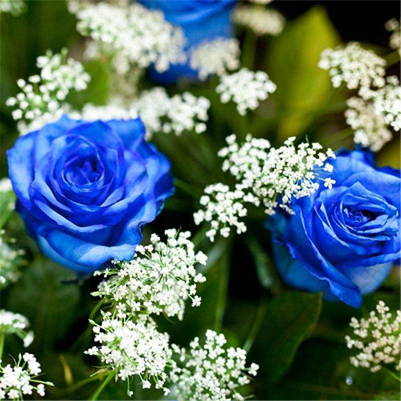 30pcs Blue Rose Seeds Blue Enchantress Rosa chinensis Jacq