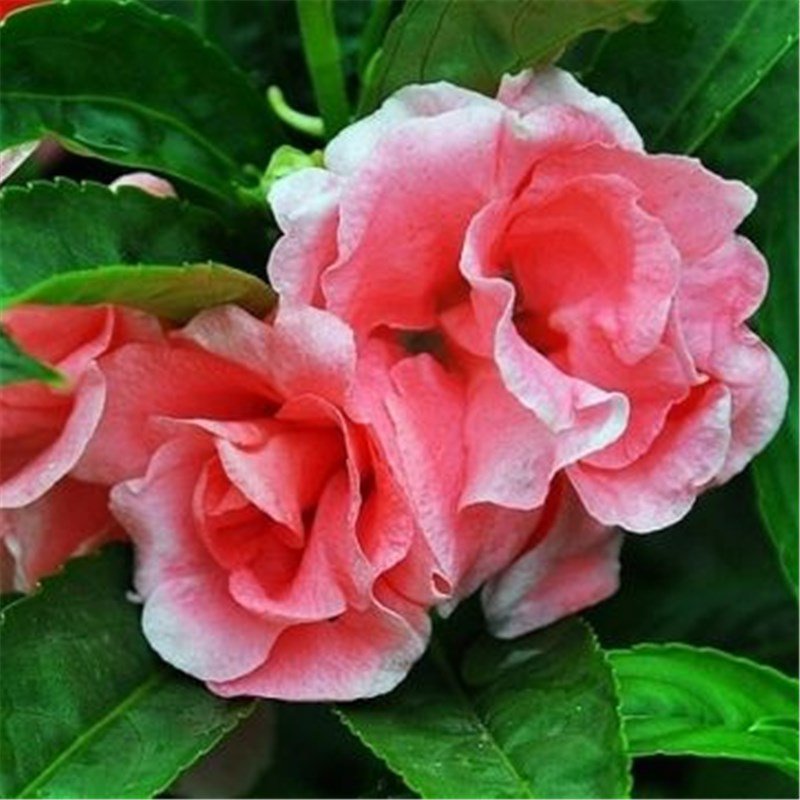 Impatiens Seeds 30pcs Impatiens balsamina L. Feng Xian Hua