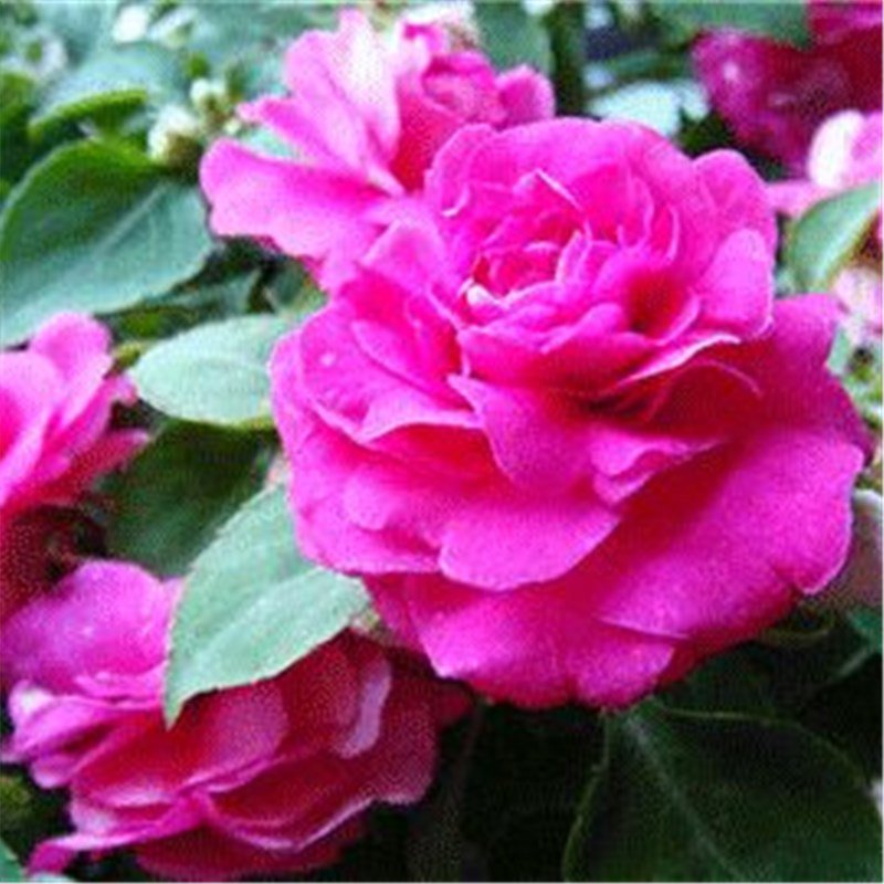 Impatiens Seeds 30pcs Impatiens balsamina L. Feng Xian Hua