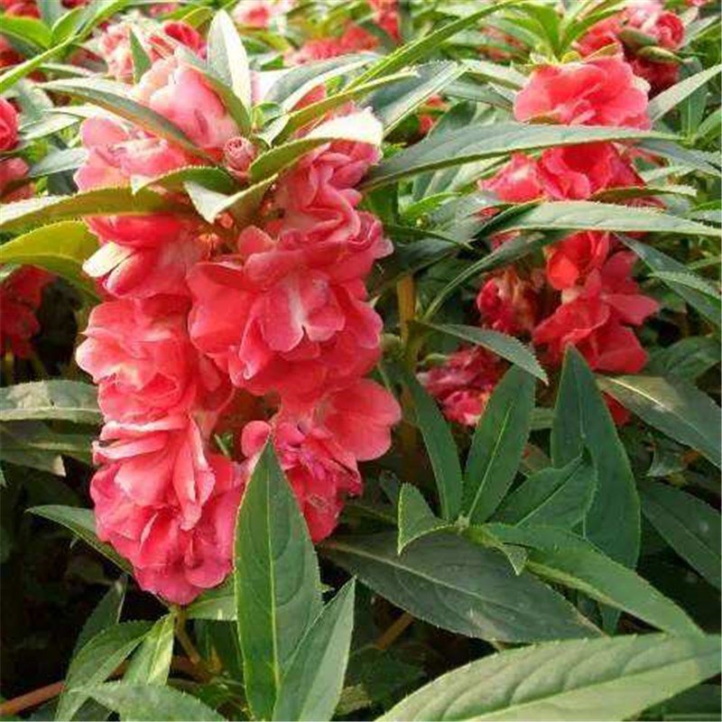 Impatiens Seeds 30pcs Impatiens balsamina L. Feng Xian Hua