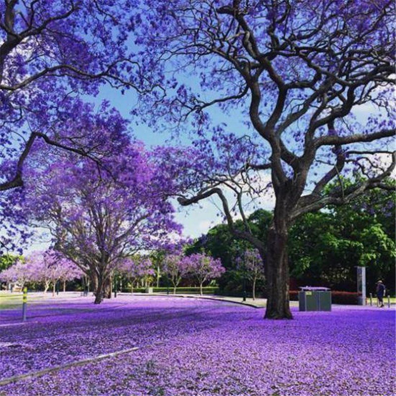 60pcs Jacaranda Seeds, Brazilian Rosewood, Blue Fog Tree, Jacaranda