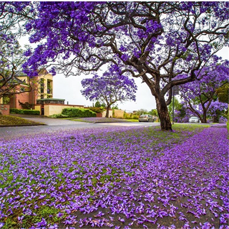 100pcs Jacaranda Seeds, Brazilian Rosewood, Blue Fog Tree, Jacaranda