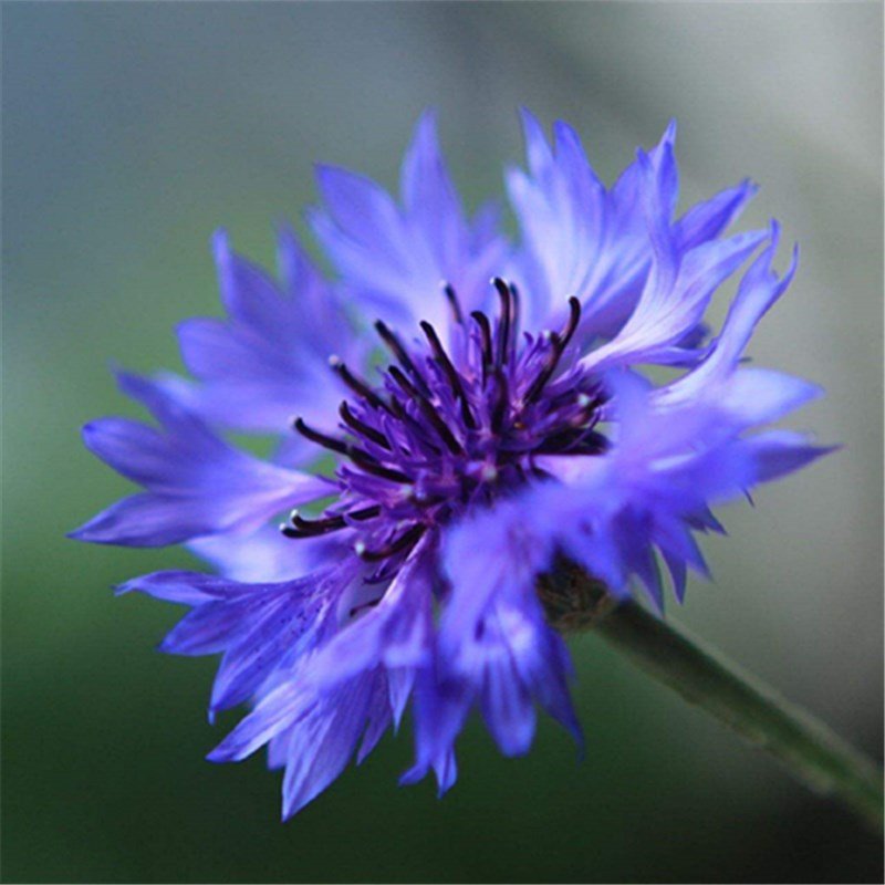 100pcs Cornflower Seeds,Symbolize happiness,(Centaurea cyanus L.)