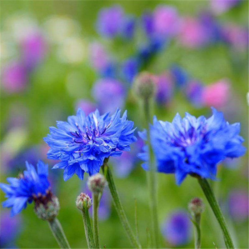 100pcs Cornflower Seeds,Symbolize happiness,(Centaurea cyanus L.)