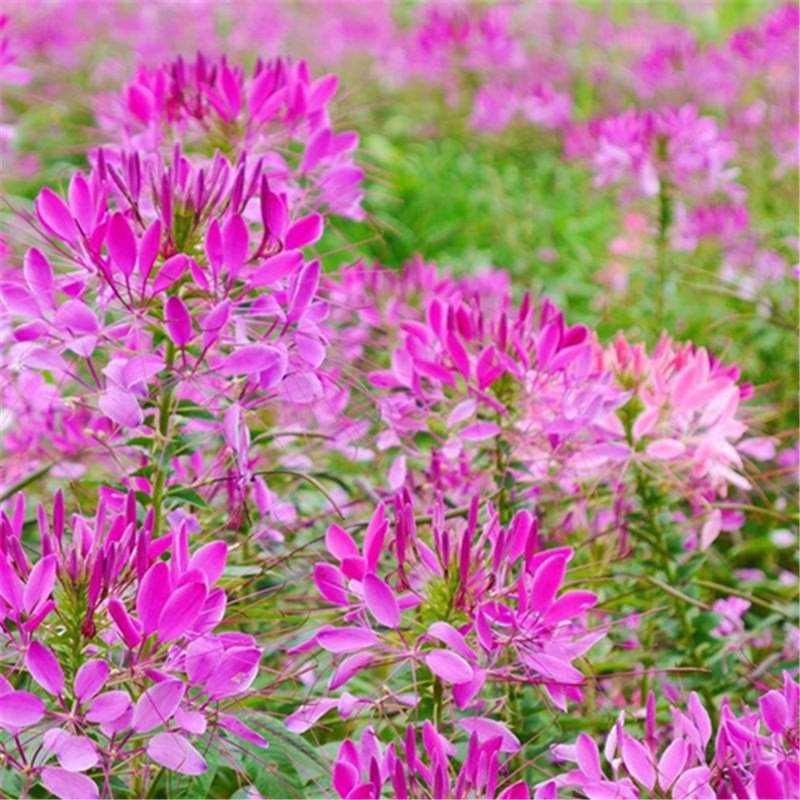 60pcs Cleome Seeds, Spiderflower,Flower Plant Seeds, (Cleome spinosa Jacq.)