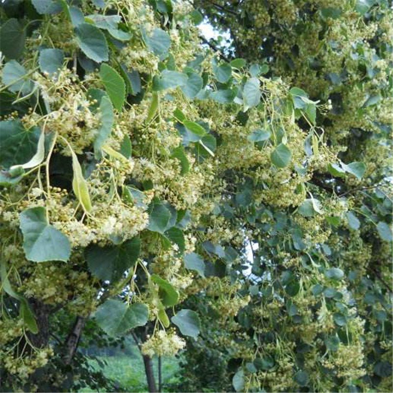 60pcs Bass Tree Seeds, Basswood, Tree Plant Seeds, (Tilia tuan Szynszyla.)