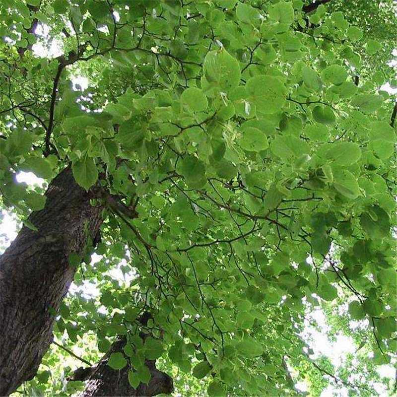 100pcs Bass Tree Seeds, Basswood, Tree Plant Seeds, (Tilia tuan Szynszyla.)