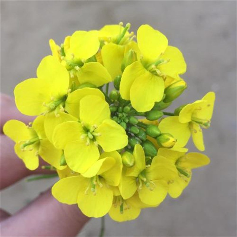 100pcs Cole Flower Seeds, Outdoor Flower Field Plant, Can Be Used As