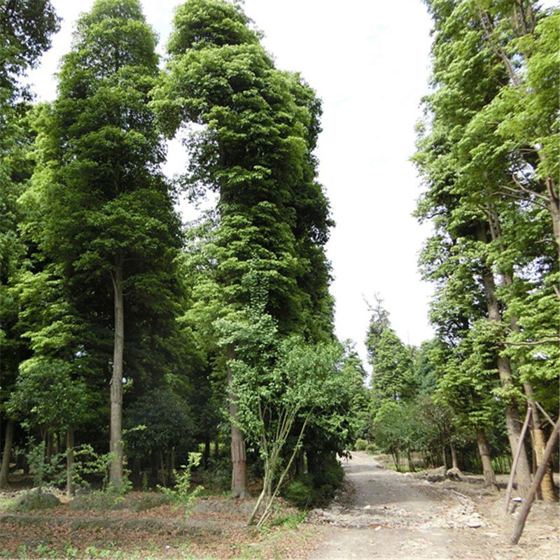 60pcs Goldrimmed Nanmu Seeds, Phoebe Zhennan S. Lee, Arbor Seeds