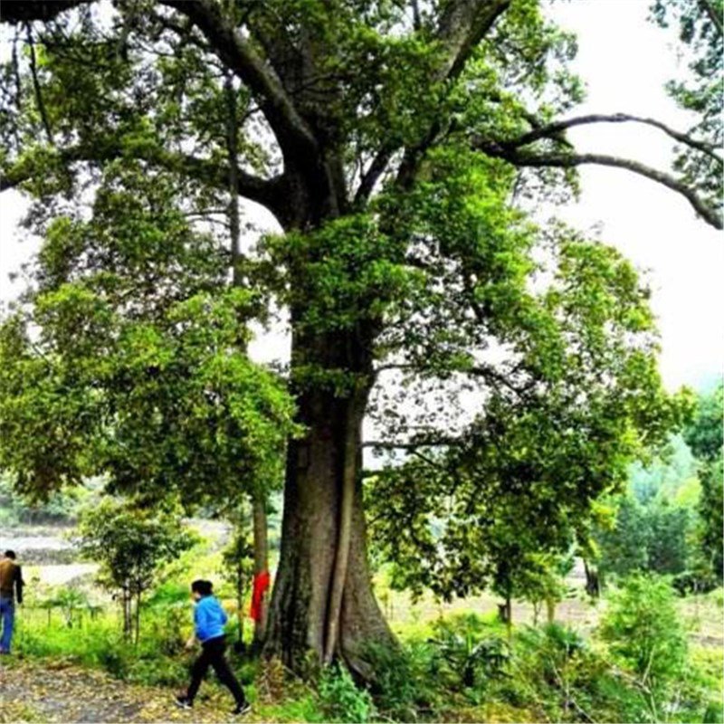 60pcs Goldrimmed Nanmu Seeds, Phoebe Zhennan S. Lee, Arbor Seeds