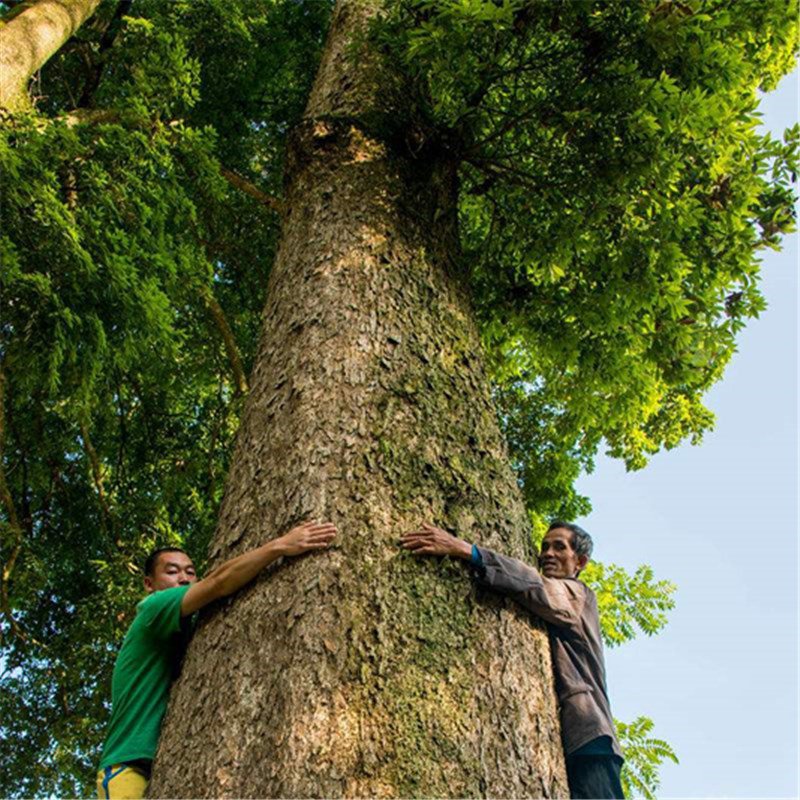 100pcs Goldrimmed Nanmu Seeds, Phoebe Zhennan S. Lee, Arbor Seeds