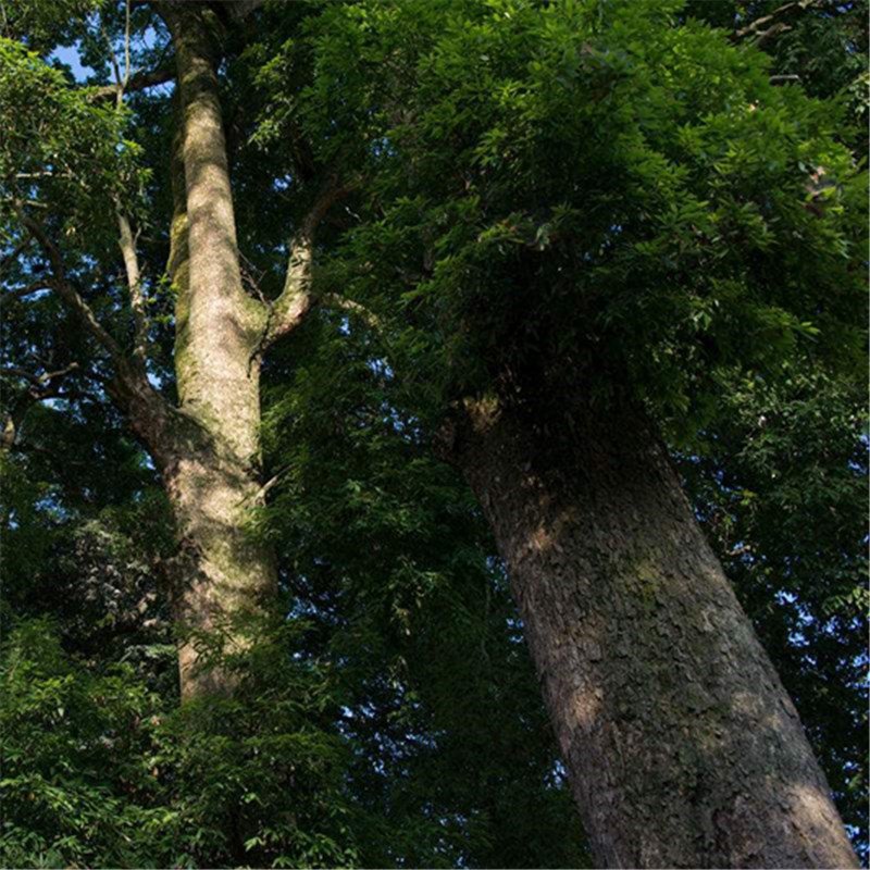 60pcs Goldrimmed Nanmu Seeds, Phoebe Zhennan S. Lee, Arbor Seeds