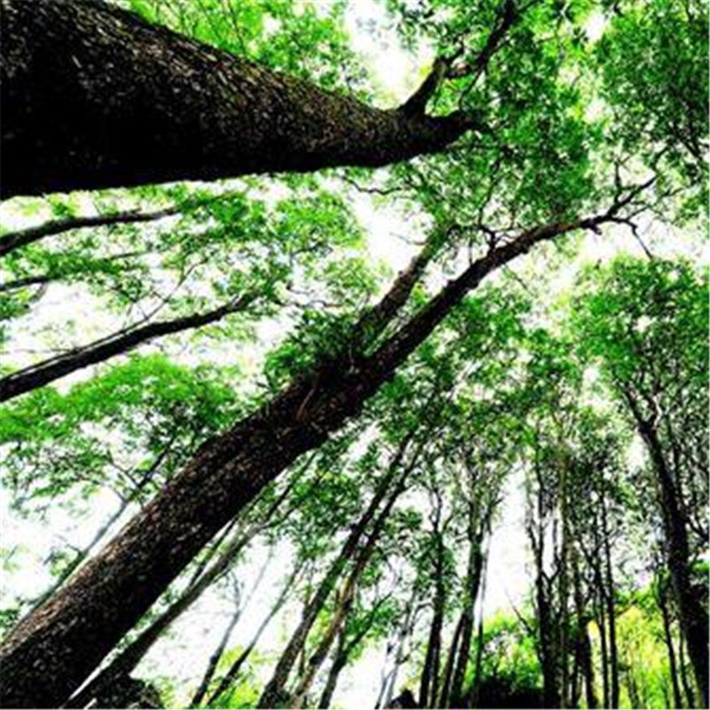 100pcs Goldrimmed Nanmu Seeds, Phoebe Zhennan S. Lee, Arbor Seeds