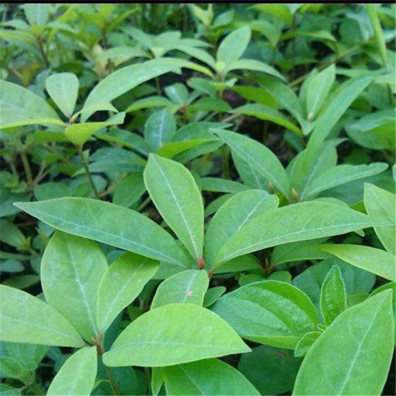 60pcs Goldrimmed Nanmu Seeds, Phoebe Zhennan S. Lee, Arbor Seeds