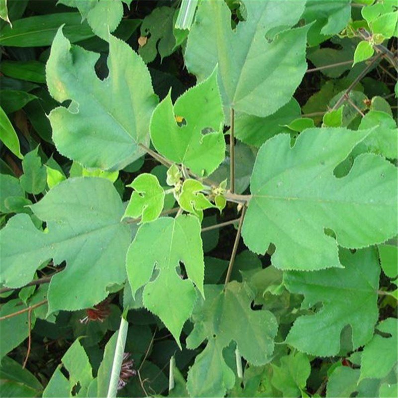 100pcs Paper Mulberry Seeds, Broussonetia Papyrifera, Forest Plant 