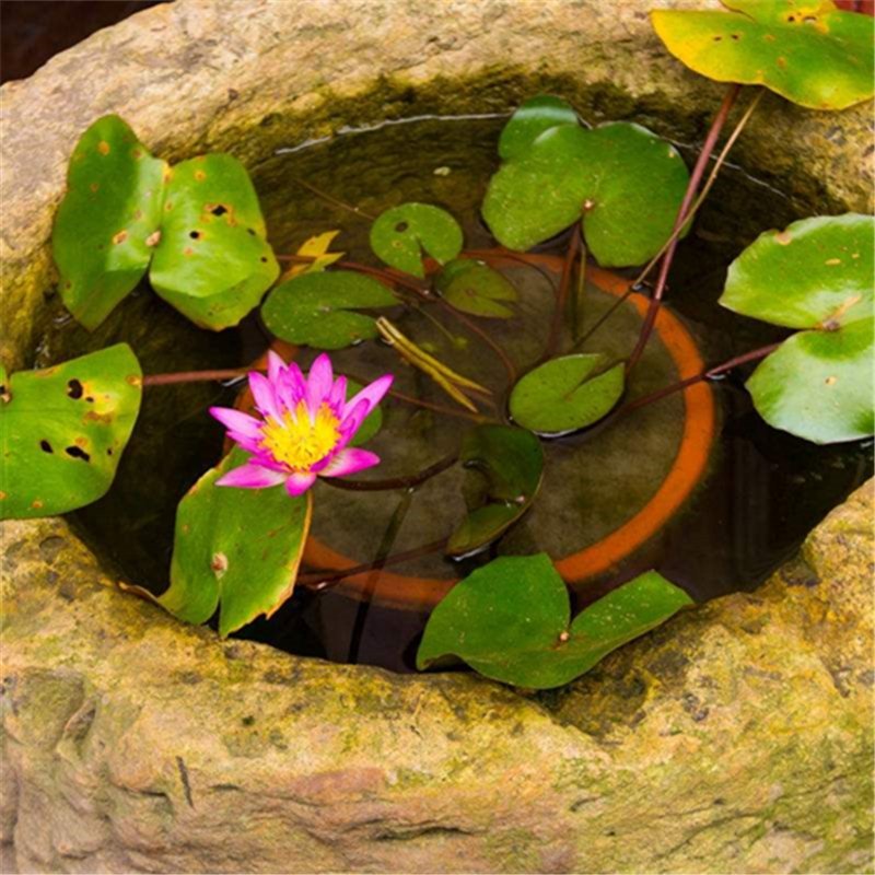 20pcs Bowl Lotus Seeds, Aquatic Plant Seeds, Nelumbo Nucifera