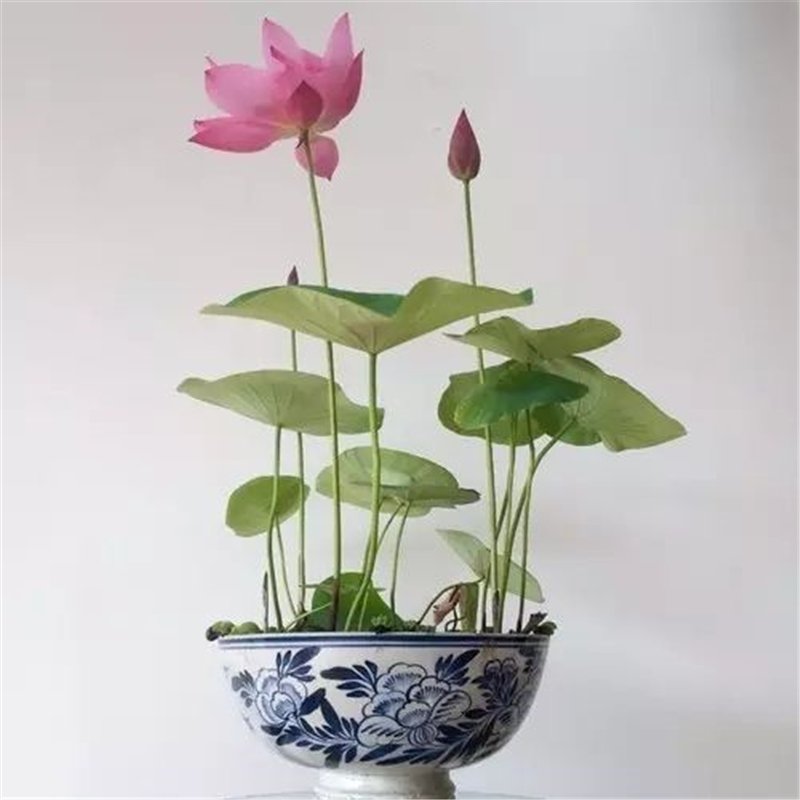 50pcs Bowl Lotus Seeds, Lotus Flower, Aquatic Plant Seeds, Nelumbo Nucifera