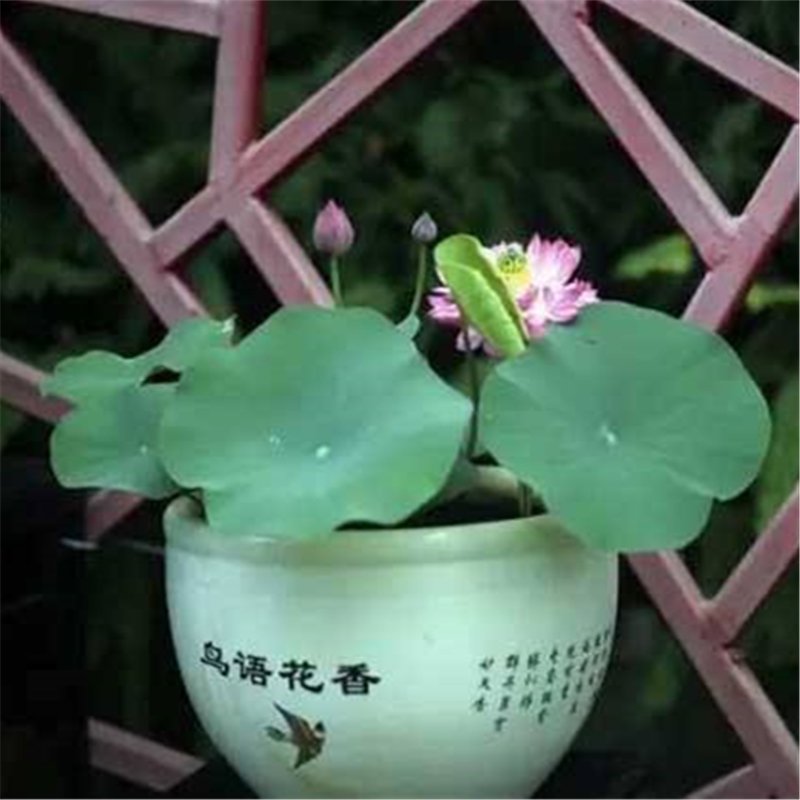 100pcs Bowl Lotus Seeds, Lotus Flower, Aquatic Plant Seeds, Nelumbo ...