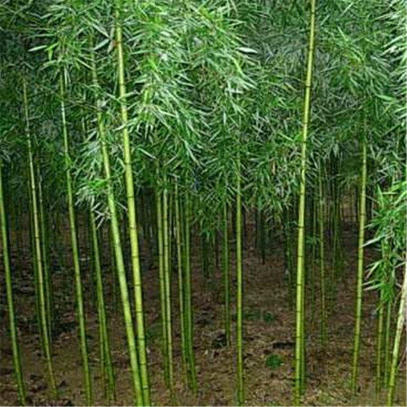 100pcs Tea Pole Bamboo Seeds, Tonkin Cane, Bamboo Plant, Pseudosasa