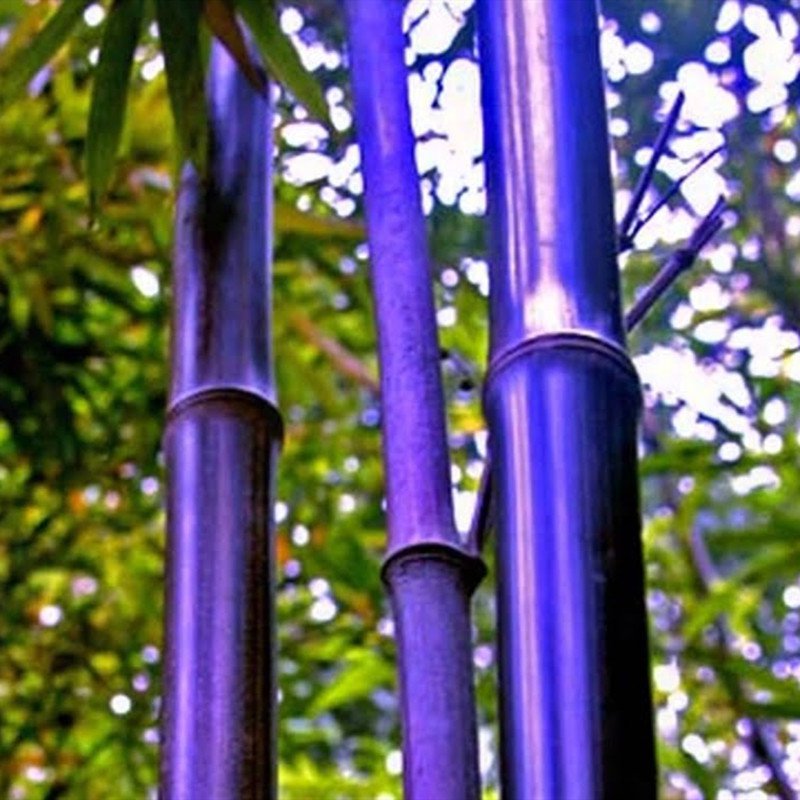 200pcs Black Bamboo Seeds, Bamboo Plant Seeds, Phyllostachys Nigra