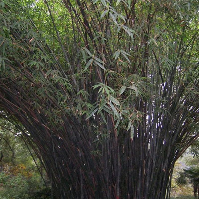 50pcs Black Bamboo Seeds, Bamboo Plant Seeds, Phyllostachys Nigra