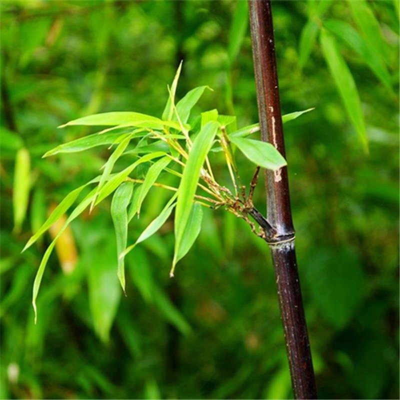 50pcs Black Bamboo Seeds, Bamboo Plant Seeds, Phyllostachys Nigra