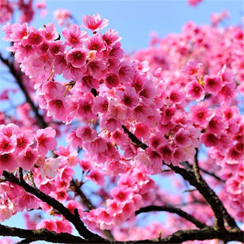 30pcs Mountain Cherry Blossom Seeds, Cerasus Campanulata, Prunus ...