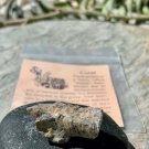 Fossilized Branching Coral Fossil Specimen Mississippian Period Water Animal