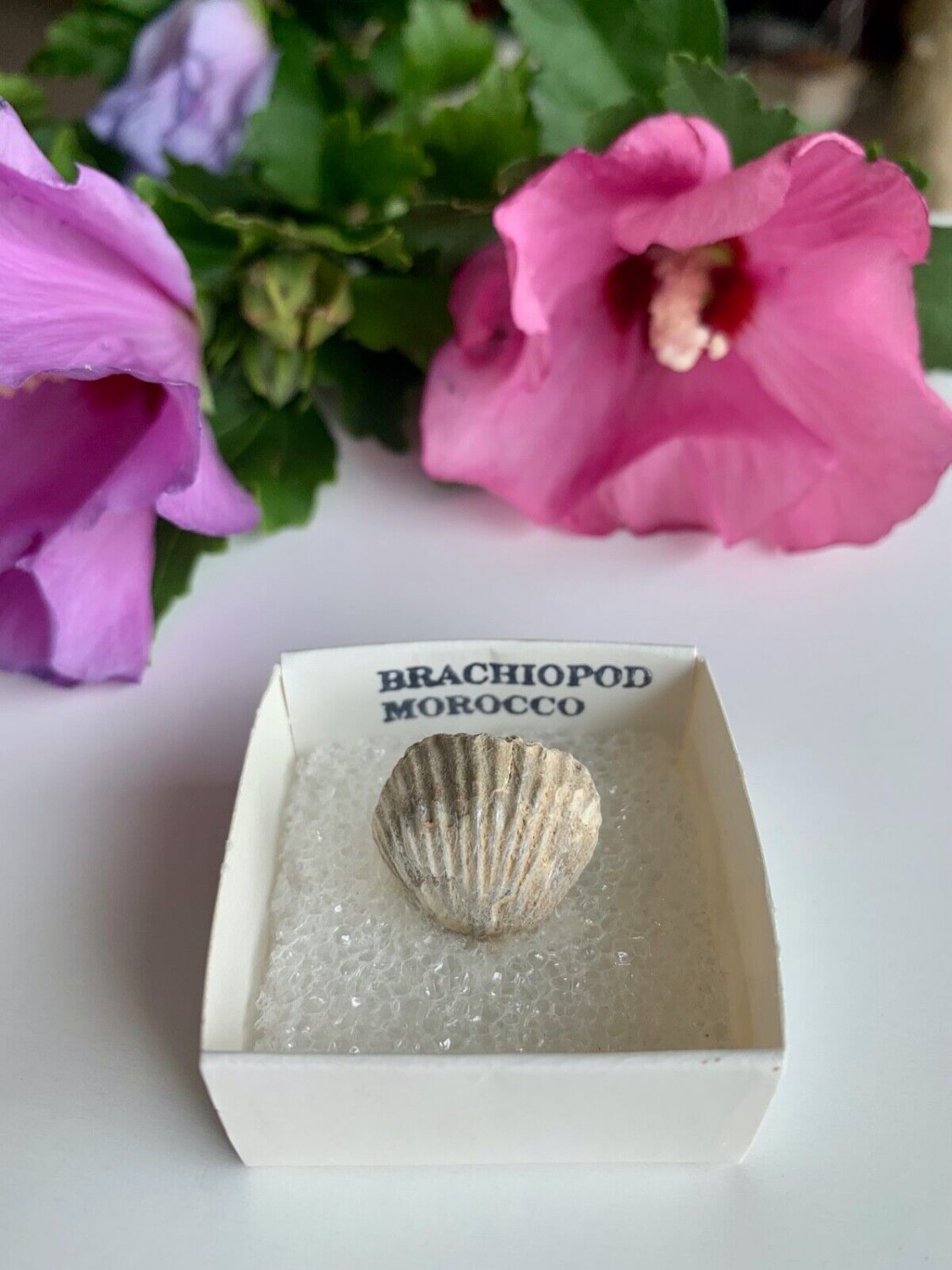Brachiopod Shell Fossil Both Sides Fossilized Lamp Shells 100 Million Years Old