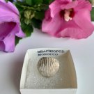 Whole Brachiopod Shell Fossil Fossilized Lamp Shells 100 Million Years Old Boxed